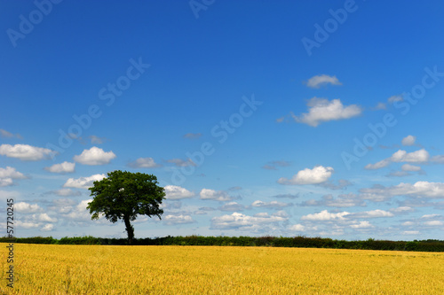 Wheat fields with tree