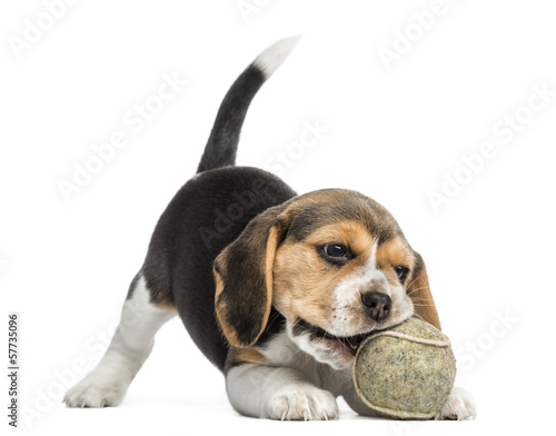 Front view of a Beagle puppy playing with a tennis ball