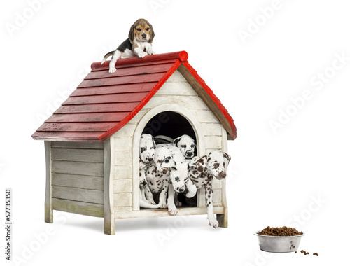 Group of dog puppies playing with a dog kennel, isolated