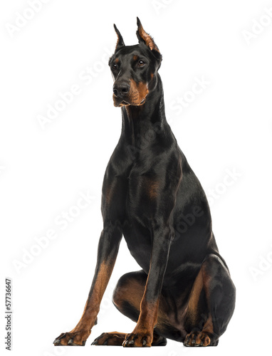 Doberman Pinscher sitting, isolated on white