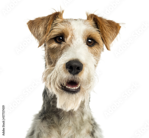 Close-up of a Fox terrier facing, panting, isolated on white