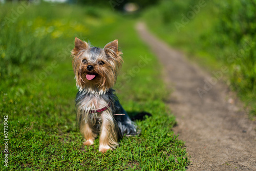 Yorkshire terrier