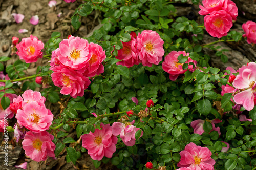 Flowers of dog rose