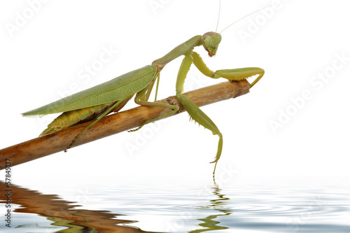 praying mantis