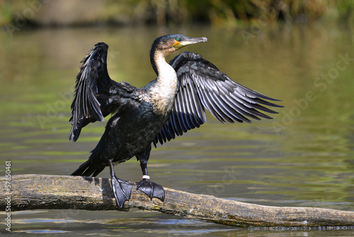 Great Cormorant (Phalacrocorax lucinus