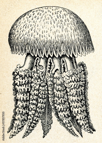 Jellyfish Catostylus tagi