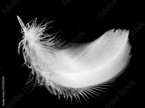 Feather, isolated on the black background.