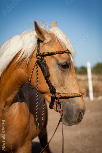 brauner französischer traber pferd portrait im freien