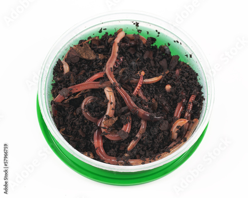 Fishing, live bait, red worm Dendrobena in a box