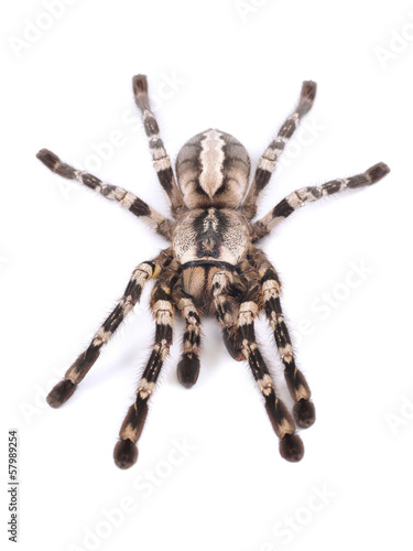 Tarantula spider, female (Poecilotheria regalis)