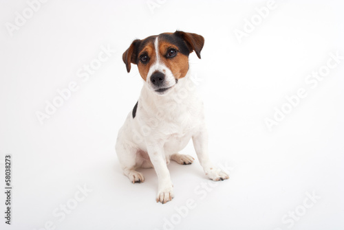 Jack Russell terrier on white background