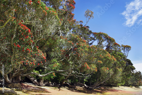 Rata-tree Neuseeland