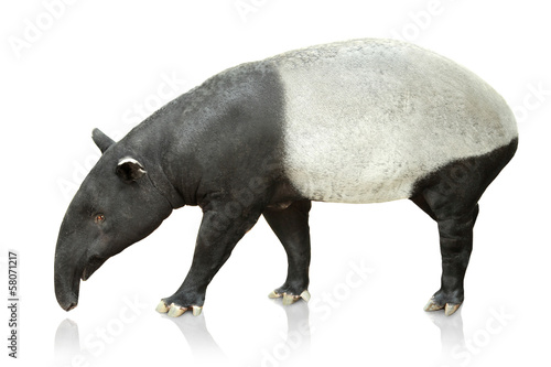 Portrait of tapir on white background