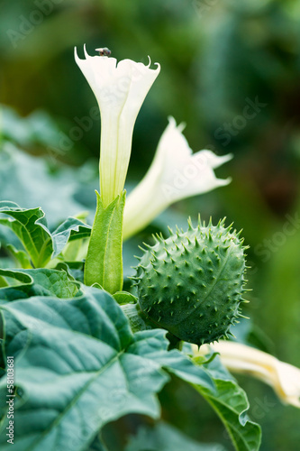 Jimson weed