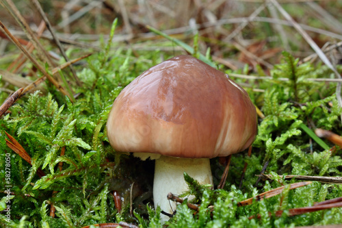 Mushroom suillus luteus