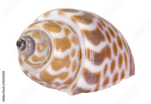 Close-up of a conch shell