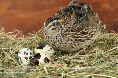 Young quail with eggs on straw on wooden background