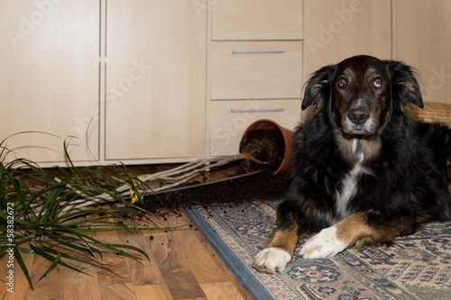 Hund hat etwas angestellt