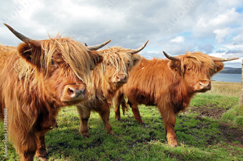 Close up of scottish highland cow in field