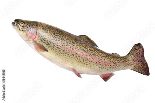 Rainbow trout