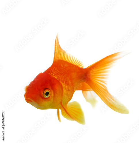 Red fish on white c