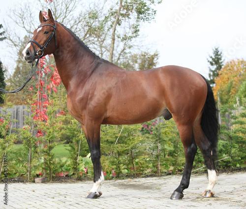 Beautiful dutch warmblood with perfect hair style