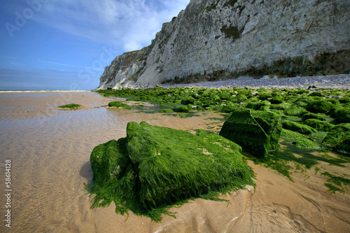 Stones, overgrown with green algae at Nord-Pas-de-Calais