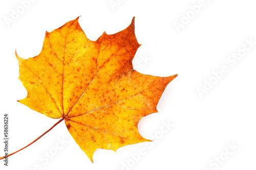 Sycamore leaf on a white background