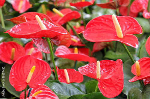 colorful red anthurium close-up