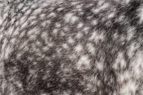 Coat of horse of dapple-grey color