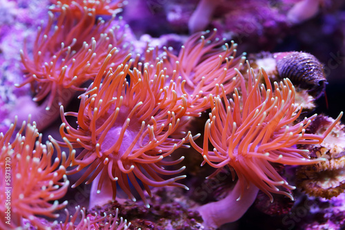 sea anemones