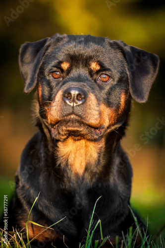 Portrait of rottweiler