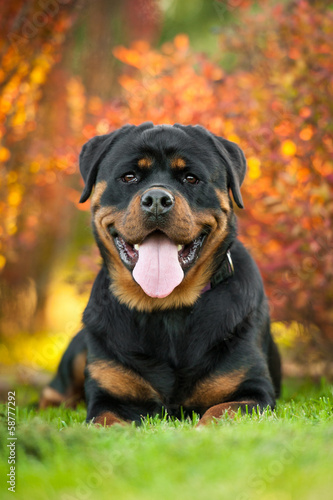 Portrait of rottweiler lying on the lawn