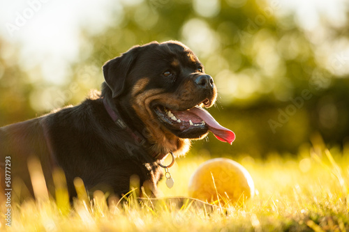 Portrait of rottweiler with ball on sunset
