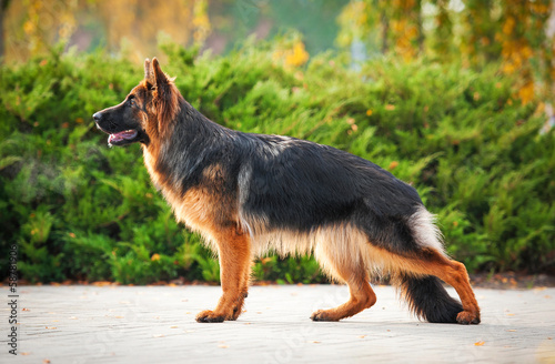 German shepherd dog