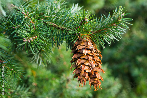 Douglas fir branch with cones