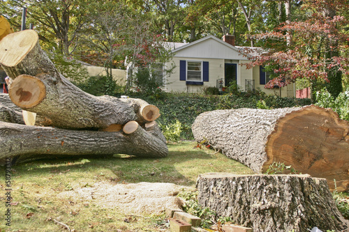 Remains of the Old Oak Tree