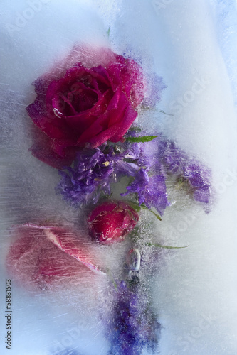 Background of rosa flower frozen in ice