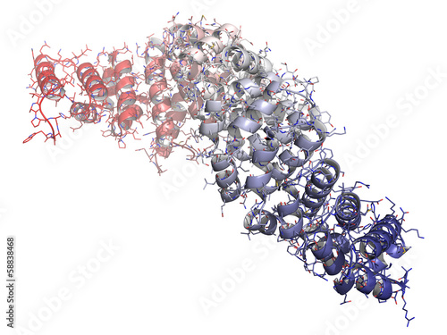 Beta-catenin (armadillo and C-terminal domain) protein.