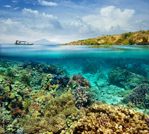 Coral reef on the island of Menjangan. Indonesia