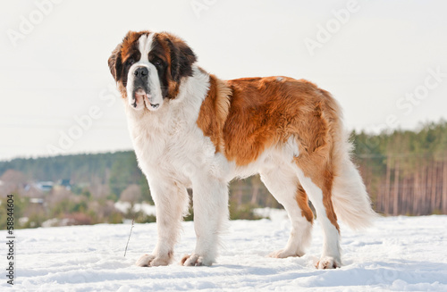 Saint bernard in winter