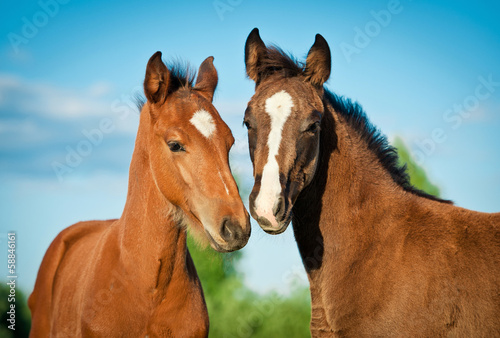 Portrait of two foals in summer