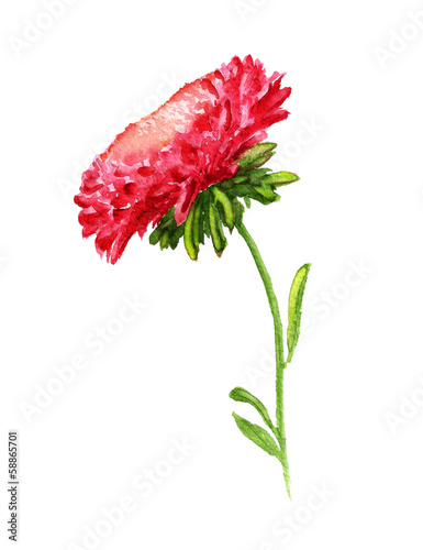 Watercolor image of red aster with stem