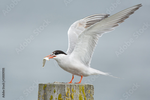 Common Tern, artic tern