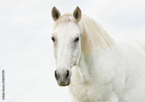 Portrait of beautiful white horse