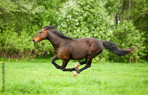 Bay horse running at field in summer