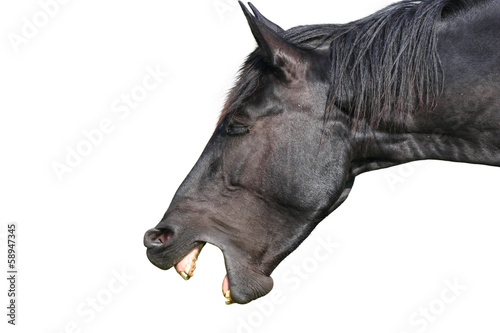 Horse laughing, portrait isolated on white