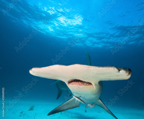 Great hammerhead