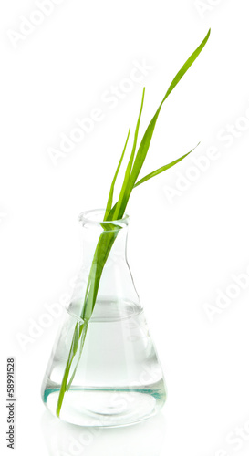 Plant in test tube, isolated on white