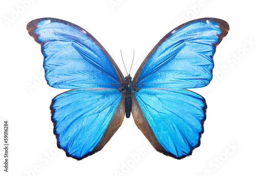 Butterfly Morpho Didius